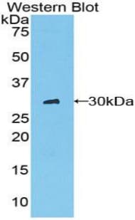Chymotrypsin C Antibody (aa30-268, Biotin)
