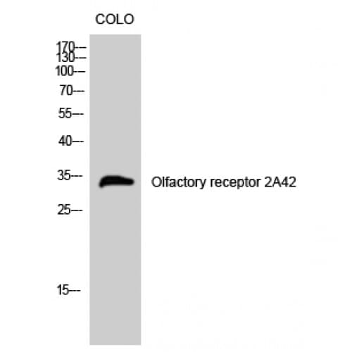 OR2A1 Antibody (210-290 aa, C-terminal)
