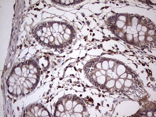 UFD1L Antibody (clone OTI8G6)