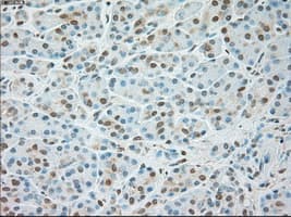 USP13 Antibody (clone OTI4G11)