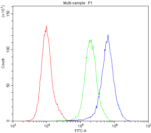 BEST1 / BEST / Bestrophin Antibody