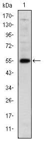 LHX2 Antibody (clone 6G2)