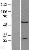 XIAP Protein (Over-Expression Lysate Myc-DDK (Flag))