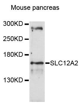 SLC12A2 / NKCC1 Antibody