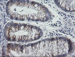 MRPS34 Antibody (clone OTI4C9)