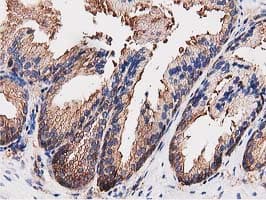OGFOD1 Antibody (clone OTI1F4, Carrier-free)