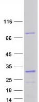 Human RAVER1 Protein (Recombinant Myc-DDK (Flag))