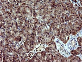 BID Antibody (clone OTI1G10, Carrier-free)