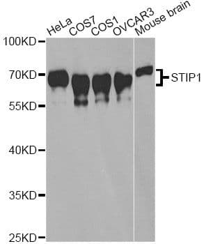 STI1 / STIP1 Antibody