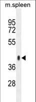 SYTL3 Antibody (aa106-135)