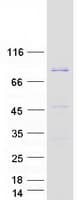 Human EEF1D Protein (Recombinant Myc-DDK (Flag))