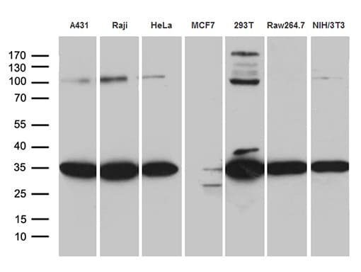 RPL7A / Ribosomal Protein L7a Antibody (aa2-266, clone OTI4C1)
