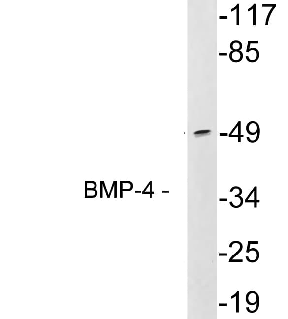 BMP4 Antibody (aa253-302)
