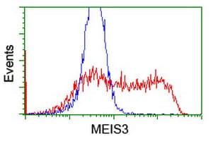 MEIS3 Antibody (clone OTI1E4)