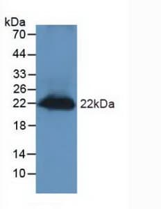 REG3G Antibody (aa45-152)