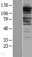 PPP1R12A / MYPT1 Protein (Over-Expression Lysate Myc-DDK (Flag))