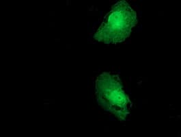 FKBPL Antibody (clone OTI4G1)