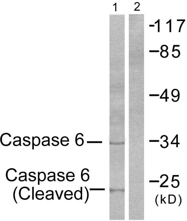 Polyclonal Rabbit anti-Mouse CASP6 / Caspase 6 Antibody (Cleaved-Asp162, IHC, WB)