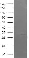 ARMC1 Antibody (clone OTI1D10)