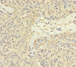 FAM60A Antibody (aa1-221)