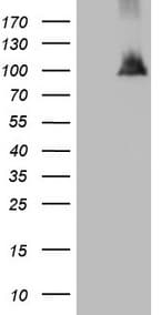 NAP1L3 Antibody (aa1-315, clone OTI3G3)