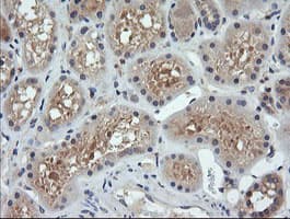 PARVA Antibody (clone OTI2G10)