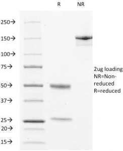 LAMP3 / CD208 Antibody (clone LAMP3/529, Azide-free, BSA-free)