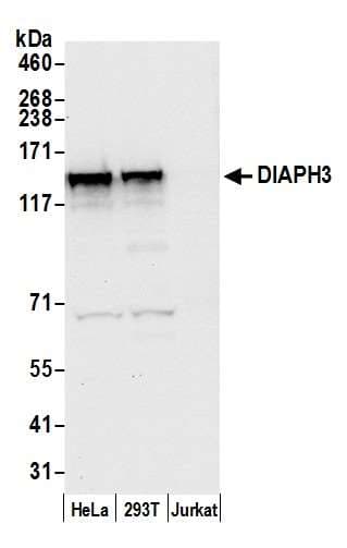 Polyclonal Rabbit anti-Human DIAPH3 / MDIA2 Antibody (aa1143-1193, WB)
