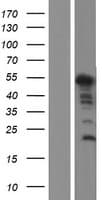 ZC2HC1C Protein (Over-Expression Lysate Myc-DDK (Flag))