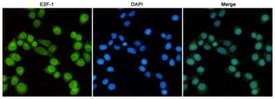 E2F1 Antibody