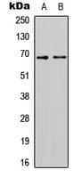 SLC7A4 Antibody (C-Terminus)