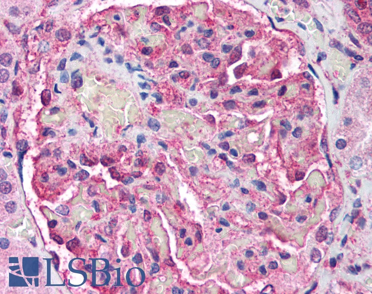 IHC-plus™ ATM Antibody (aa2577-3056, clone 2C1)