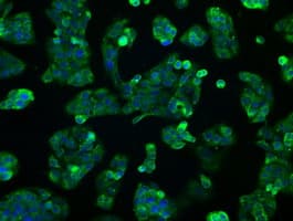 HSD17B10 / HADH2 Antibody (clone OTI11A2, Carrier-free)