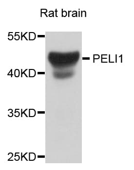 PELI1 / Pellino 1 Antibody