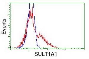 SULT1A1 / Sulfotransferase 1A1 Antibody (clone OTI6C8)