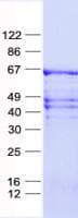 Human ZNF8 Protein (Recombinant His, N-Terminal)