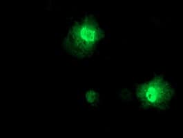 PRMT2 Antibody (clone OTI1A2)