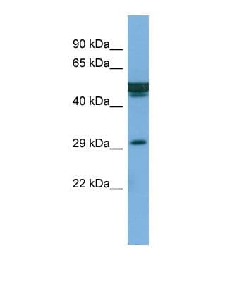 Polyclonal Rabbit anti-Human FAM3B Antibody (N-Terminus, WB)
