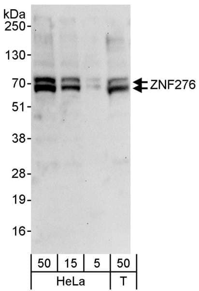 ZNF276 Antibody (aa564-614)