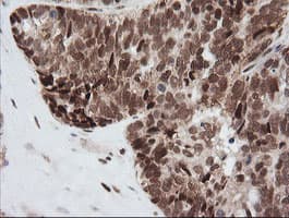 ZSCAN18 / ZNF447 Antibody (clone OTI4F12)