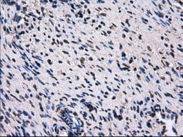RPA2 / RFA2 / RPA34 Antibody (clone OTI10G1)