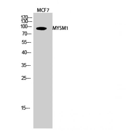 MYSM1 Antibody (490-570 aa, Internal)