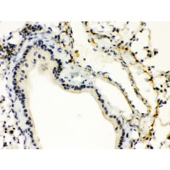 XBP1 Antibody (aa59-85)