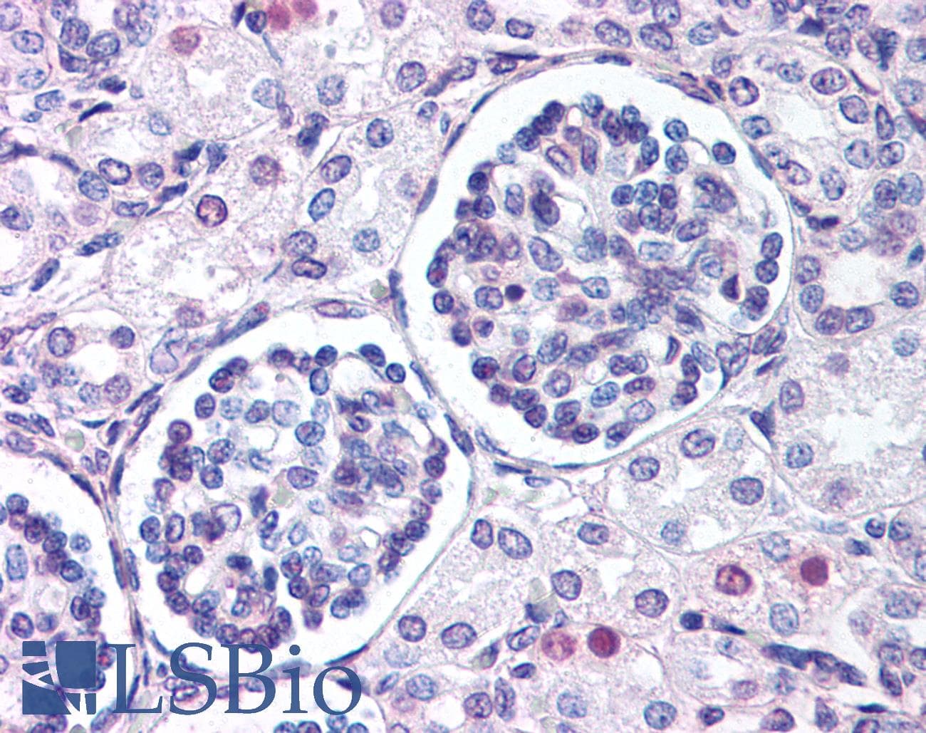 IHC-plus™ WNT9B / WNT15 Antibody (Internal)