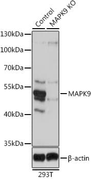 MAPK9 / JNK2 Antibody