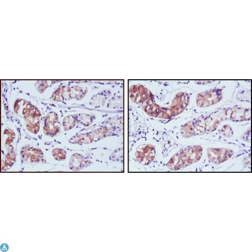 PGA5 / Pepsin A Antibody