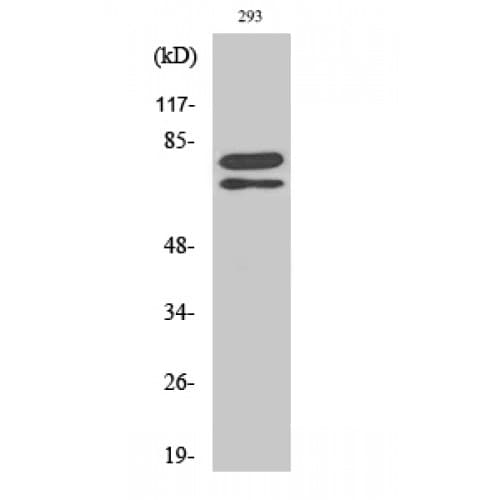 Polyclonal Rabbit anti-Human SF1 Antibody (20-100 aa, IHC, IF, WB)