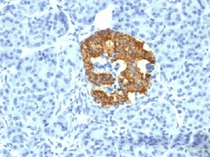 Monoclonal Mouse anti-Pig Insulin Antibody (clone 2D11-H5 or INS05, Azide-free,BSA-free, aa1-84, IHC, IF, WB)