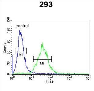 C/EBP Beta / CEBPB Antibody (aa271-298)