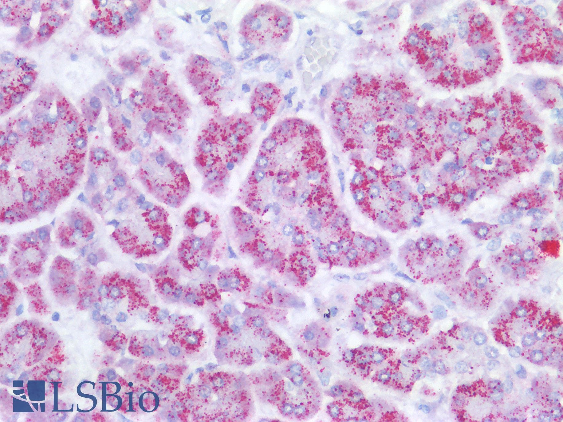 SMAD4 Antibody (clone RBT-SMAD4)